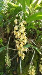 Epidendrum martinezii