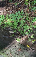 Calceolaria tripartita