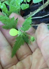 Calceolaria tripartita