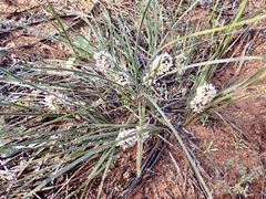 Lomandra leucocephala