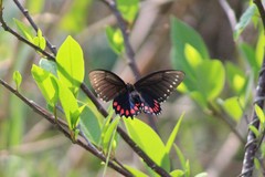 Mimoides phaon phaon