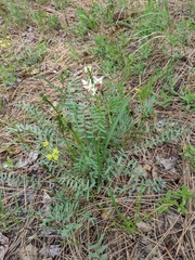 Astragalus reventiformis