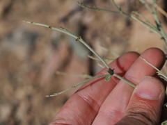 Eriogonum panamintense