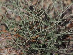 Eriogonum panamintense