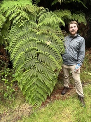 Lophosoria