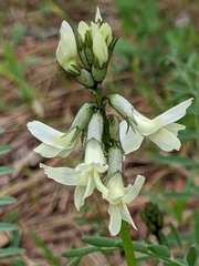 Astragalus reventiformis