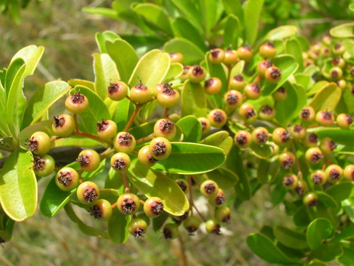 Pyracantha koidzumii