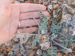 Astragalus malacus