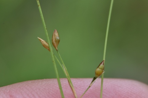 Rhynchospora rariflora (Michx.) Elliott