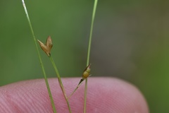 Rhynchospora rariflora