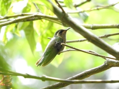 Lampornis amethystinus