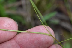 Rhynchospora rariflora