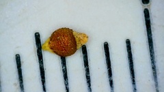 Rhynchospora rariflora