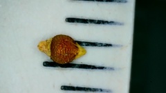 Rhynchospora rariflora