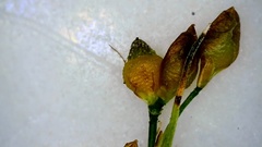 Rhynchospora rariflora