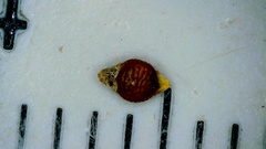 Rhynchospora rariflora