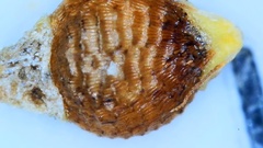 Rhynchospora rariflora