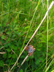 Cigaritis schistacea