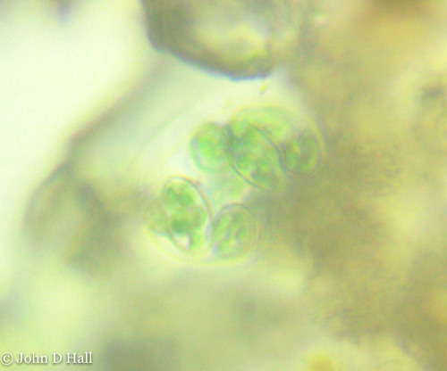 Glaucocystis nostochinearum