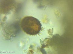 Trachelomonas armata