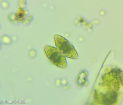 Staurastrum punctulatum