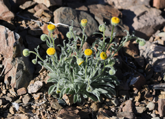 Erigeron aphanactis aphanactis