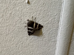 Grammodes pulcherrima