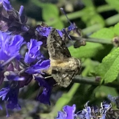 Ulolonche orbiculata