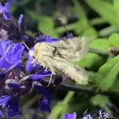 Ulolonche orbiculata