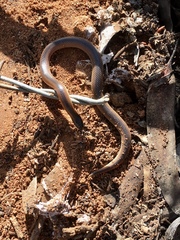 Suta nigriceps