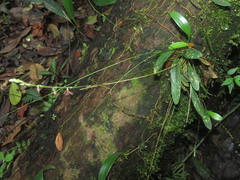 Platystele consobrina