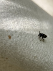 Hylaeus mesillae