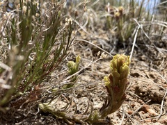 Castilleja cinerea