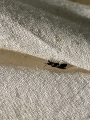 Hylaeus mesillae