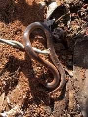 Suta nigriceps