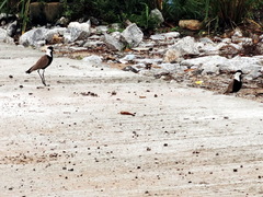 Vanellus spinosus