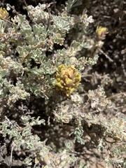 Castilleja cinerea