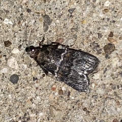 Satole ligniperdalis