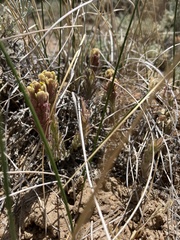 Castilleja cinerea