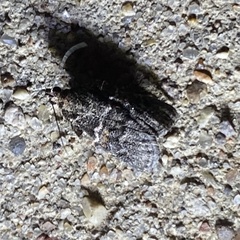 Satole ligniperdalis