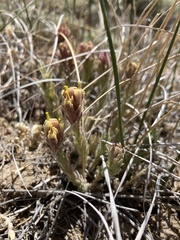 Castilleja cinerea