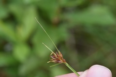 Rhynchospora gracilenta