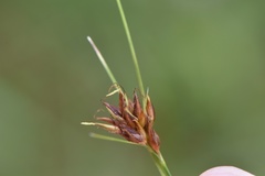Rhynchospora gracilenta
