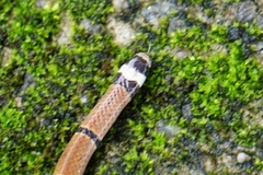 Sinomicrurus annularis