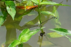Pseudocopera ciliata