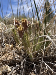 Castilleja cinerea