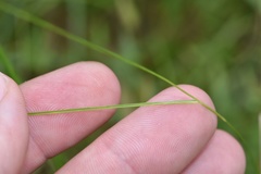 Rhynchospora gracilenta