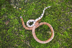 Sinomicrurus annularis