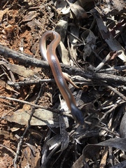 Suta nigriceps