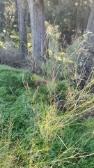 Austrostipa verticillata